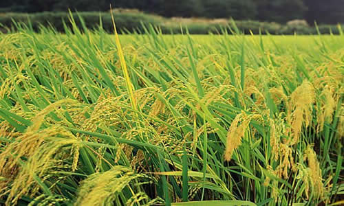 如何科學(xué)施肥？